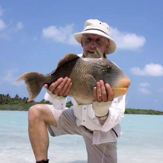 Big Yellowmargin Triggerfish In Maldives With Mike Stevens