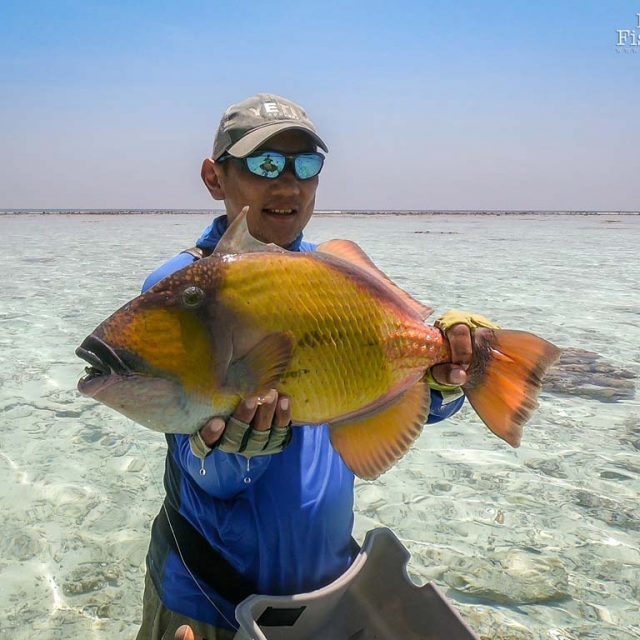 About Triggerfish