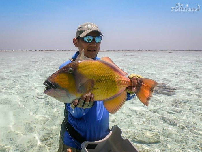 titan-triggerfish-maldives-fly-fishing-20180322-