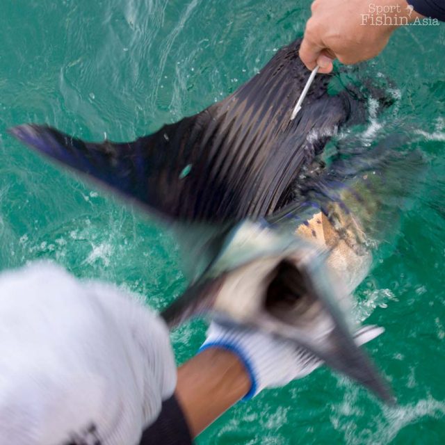 End July Sailfish Trip for NZ Trio