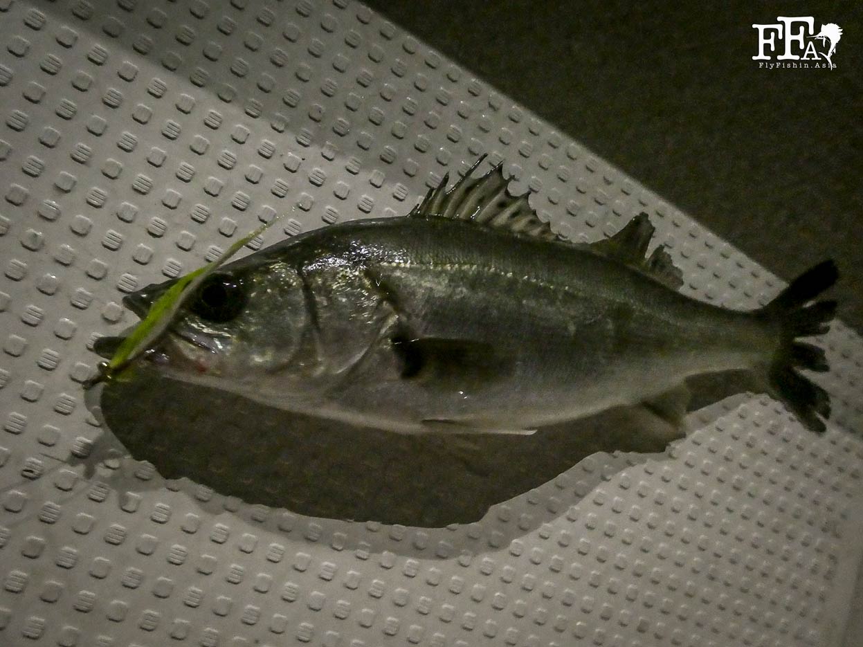 A Japanese seabass taken with a chartreuse closer fly