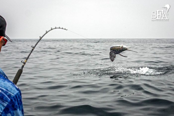 Jumping sailfish