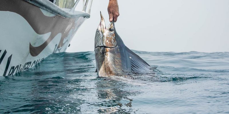 Dave keeping his first Rompin sailfish in the water for a quick photo