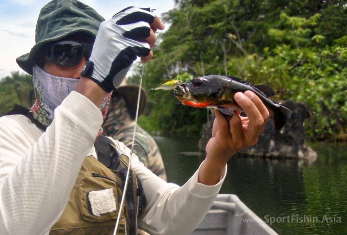 Peacock Bass Fishing