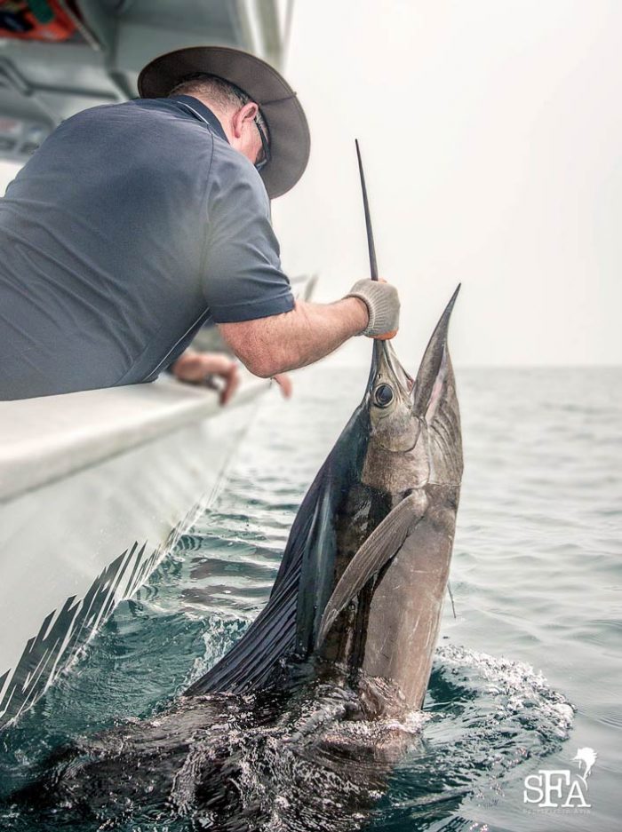 Noel with another decent size sailfish