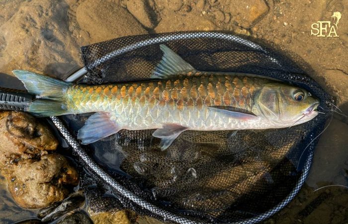 Another chunk of precious gold from the river
