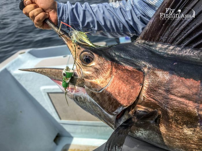 Rompin sailfish on a crease fly