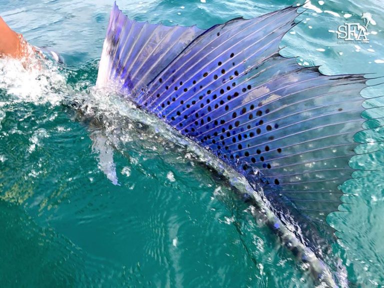 Fascinating Sailfish Facts You Must Know Sport Fishing Asia