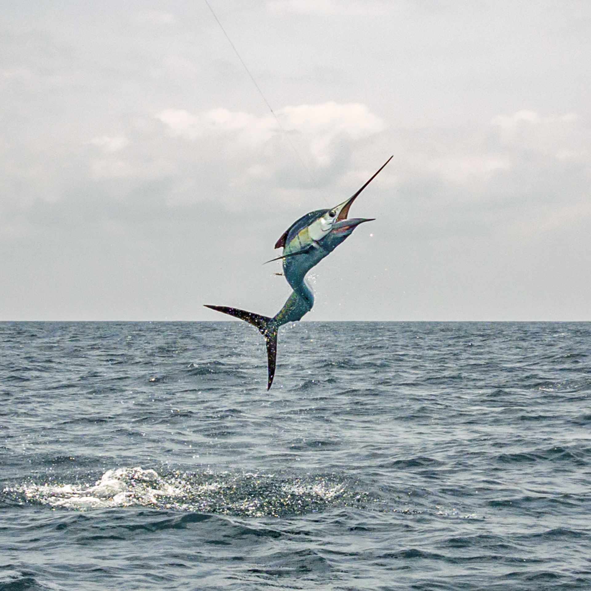A sailfish launches into the air forming the letter "S"