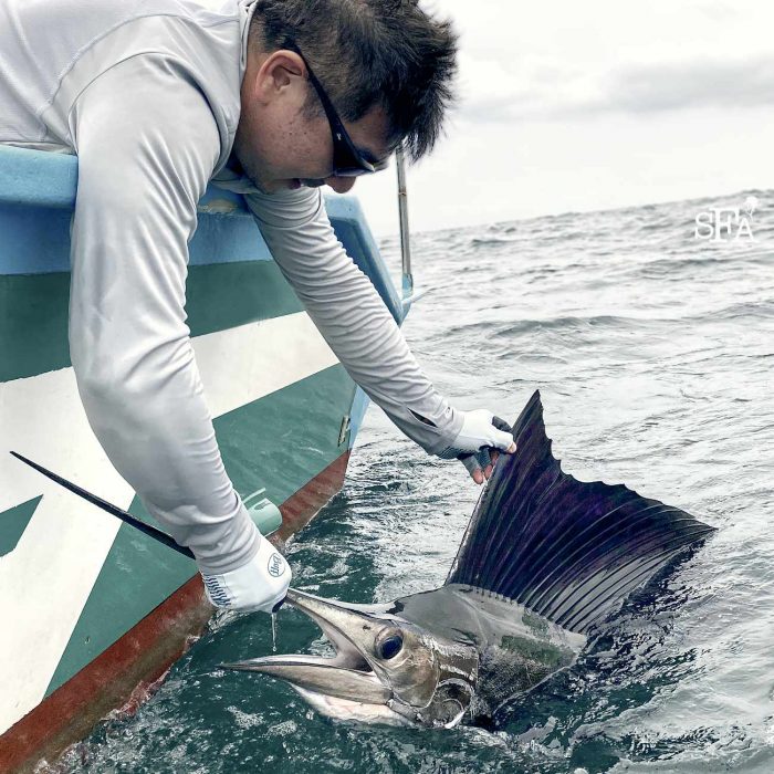 Sing's first sailfish kept in the water for a quick photo