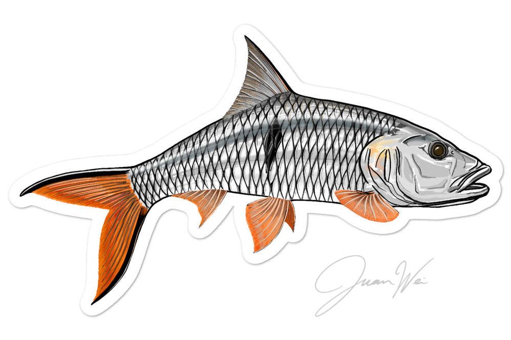 Species Info: Ikan Sebarau (Hampala Barb) - Sport Fishing Asia