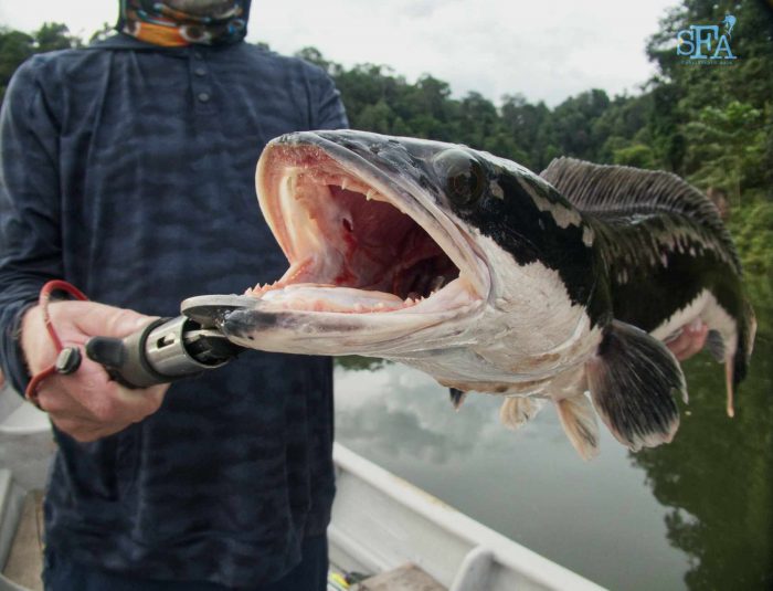 The shark-like teeth of the giant snakehead in a cavernous mouth