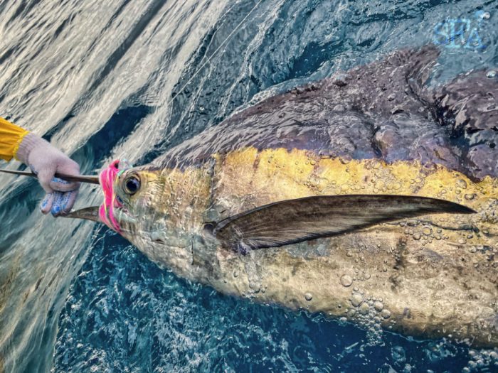 Rompin sailfish on fly