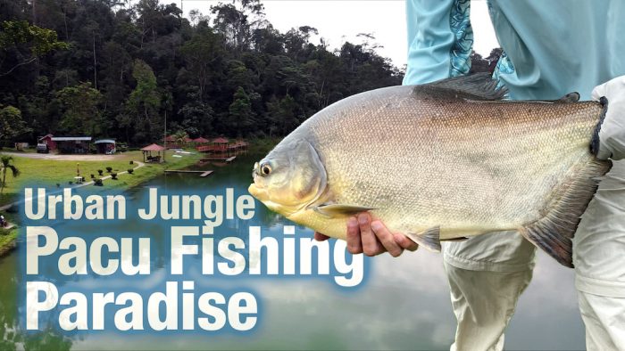 pacu fishing pond Kuala Lumpur