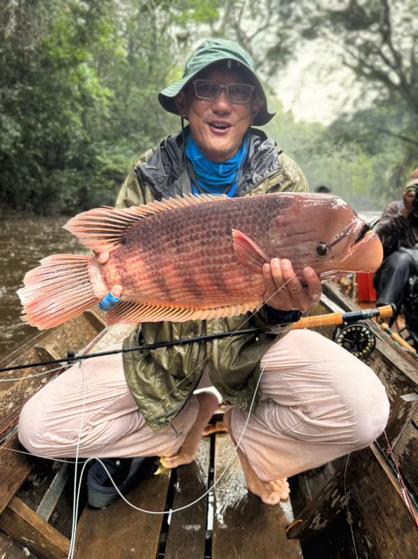 red-kaloi-giant-gourami-in-kalimantan-borneo