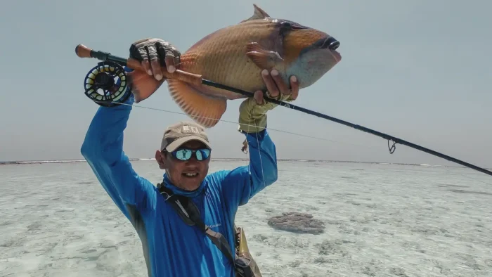 titan triggerfish on fly in the maldives
